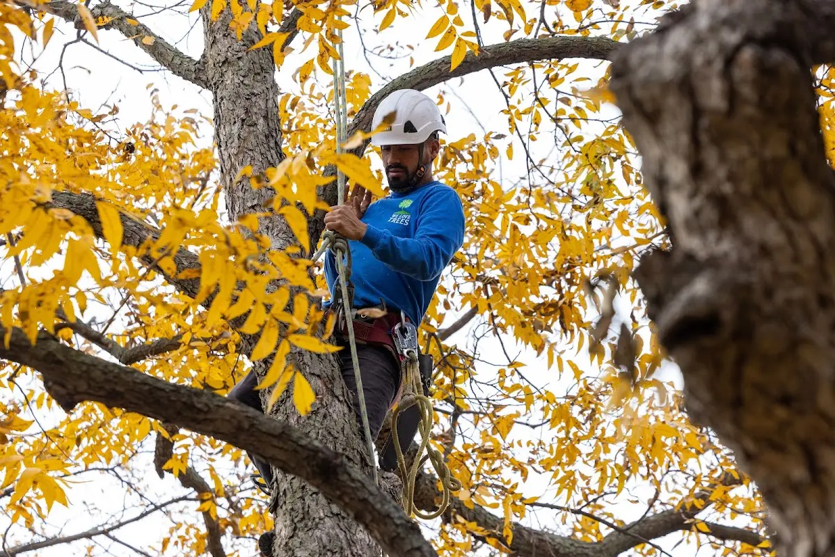Skilled Tree Trimming crew working in Bridgewater
